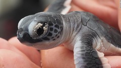絶滅危機のウミガメ保護へ、モルディブの高級リゾートで進む取り組み