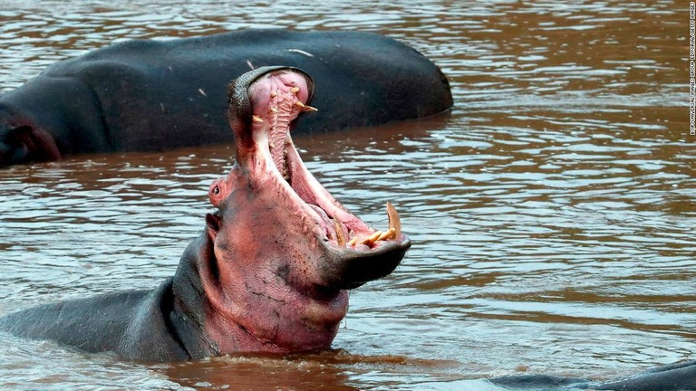マサイマラ国立保護区のカバ/BSIP/Universal Images Group Editorial/Getty Images