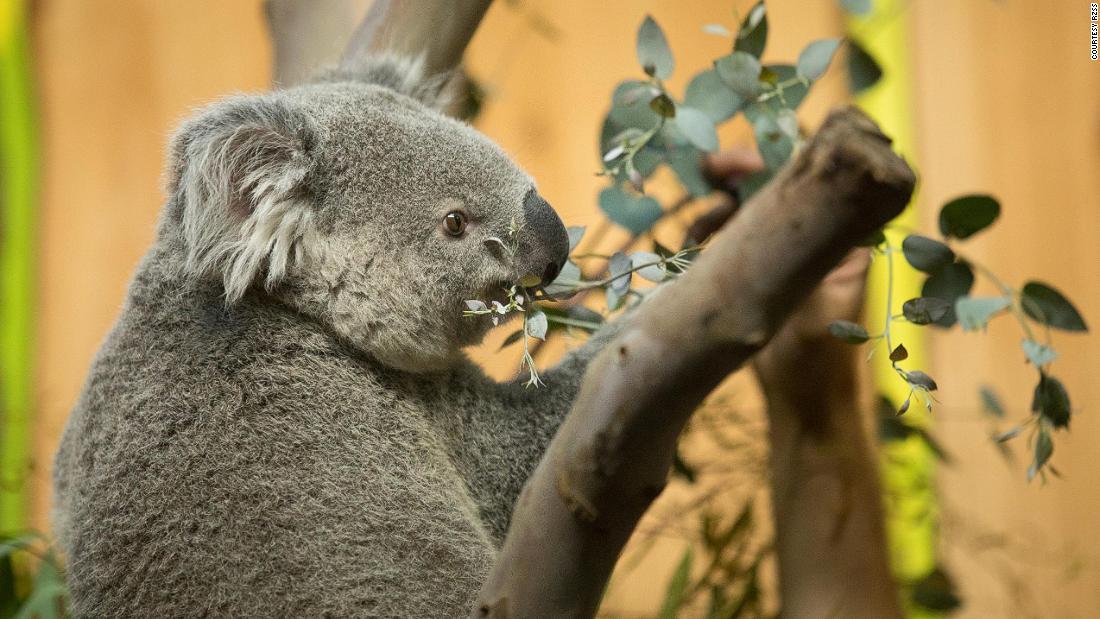 エディンバラ動物園への移送は保護繁殖プログラムの一環だ/Courtesy RZSS