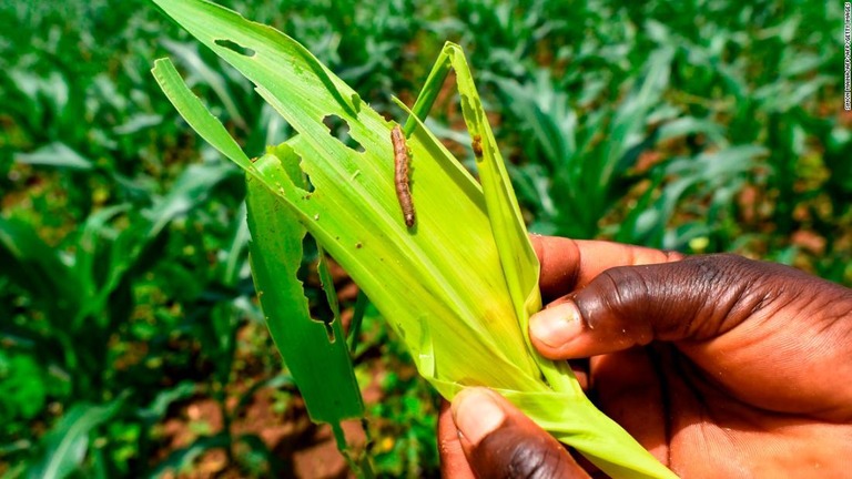 トウモロコシを食べるツマジロクサヨトウ/SIMON MAINA/AFP/AFP/Getty Images