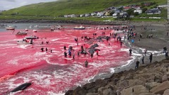 クジラ漁の血で海が一面赤に、保護活動家から批判　フェロー諸島