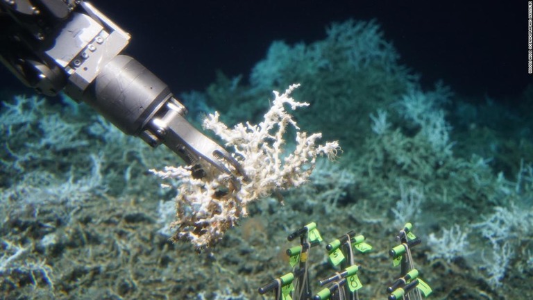 潜水艇のアームでサンゴのサンプルを採取/Woods Hole Oceanographic Institute