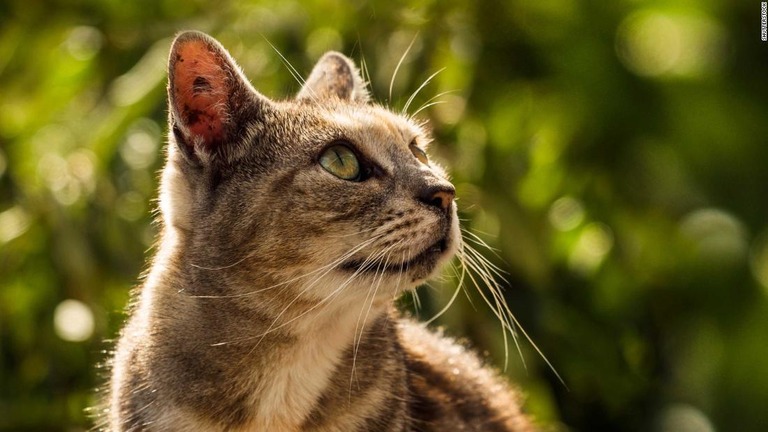 ニュージーランドの小さな村で「猫禁止令」が提案され、飼い主などに意見が求められている/Shutterstock