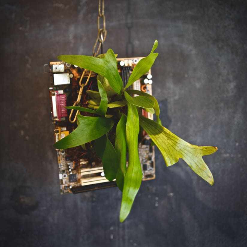 廃棄された配電盤からシダ類の葉が伸びている一風変わった作品も/Aki Murase