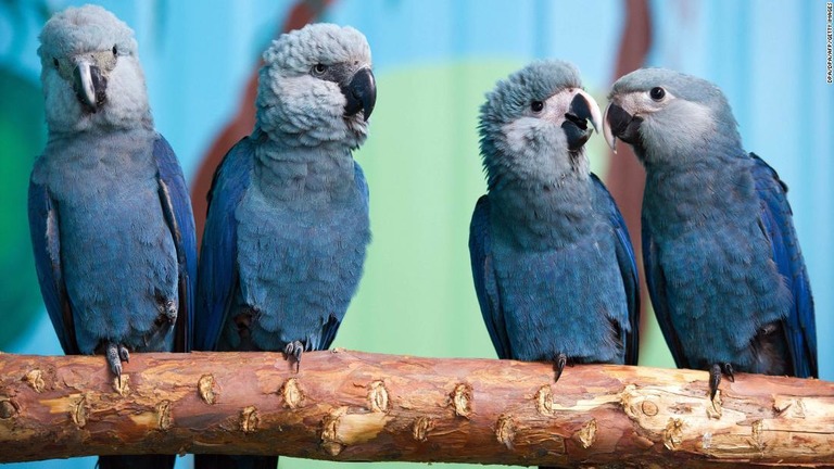 野生のアオコンゴウインコの絶滅が確認された/DPA/DPA/AFP/Getty Images