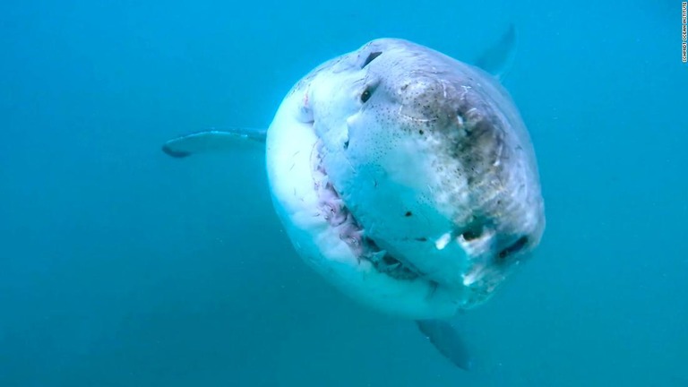 太平洋の北米沿岸に、ホオジロザメが頻繁に訪れる「根城」のような海域があるという/Schmidt Ocean Institute