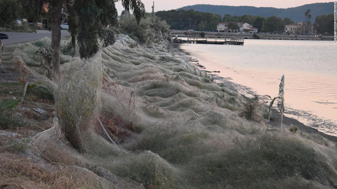 大量のクモの巣の「ベール」が草木をすっぽりと覆いつくす/Courtesy Giannis Giannakopoulos