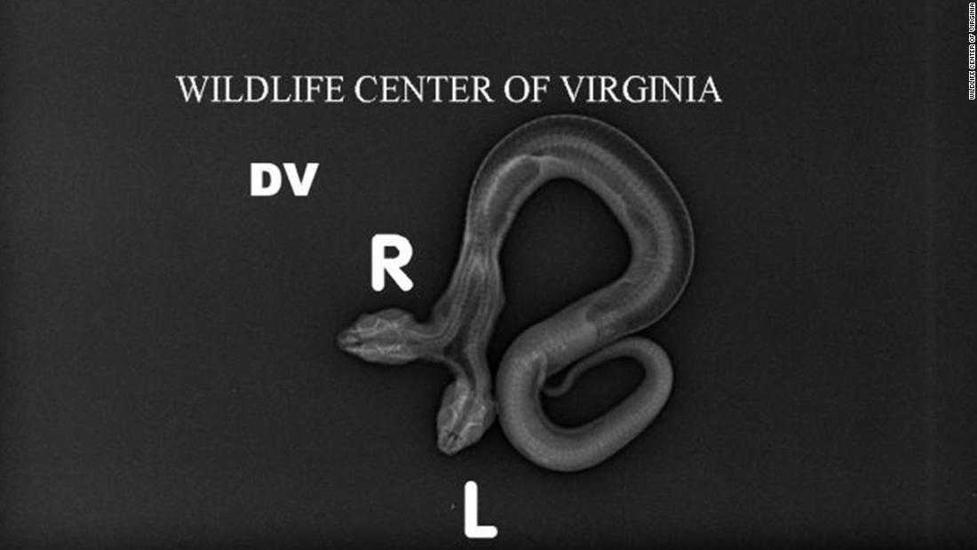 公開されたレントゲン写真/Wildlife Center of Virginia
