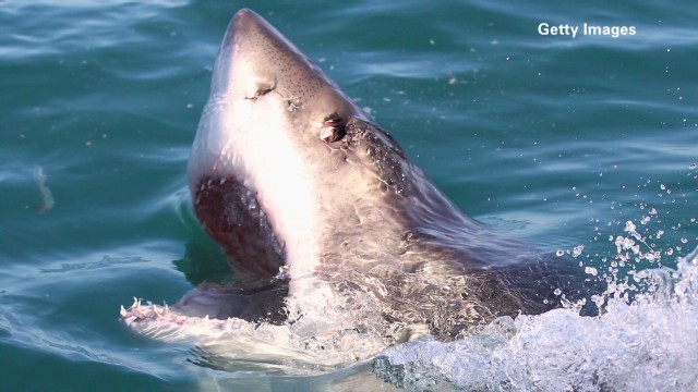 相次ぐサメの襲撃を受け、豪当局が６匹を安楽死処分にした/Getty Images