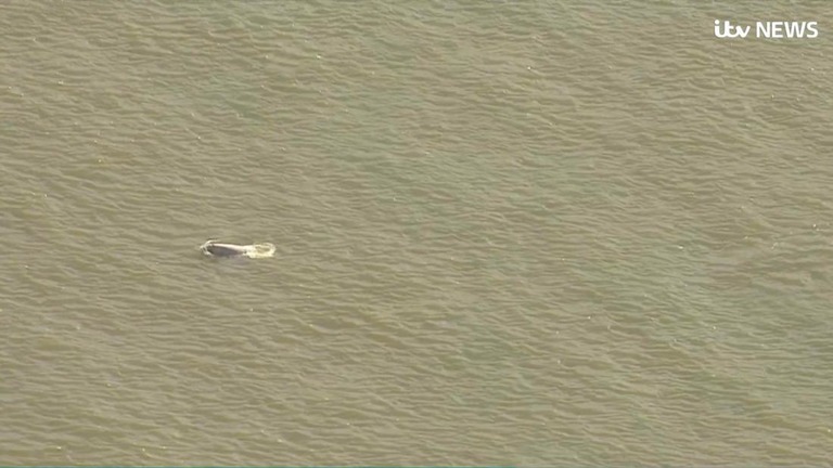 テムズ川でシロイルカが見つかった