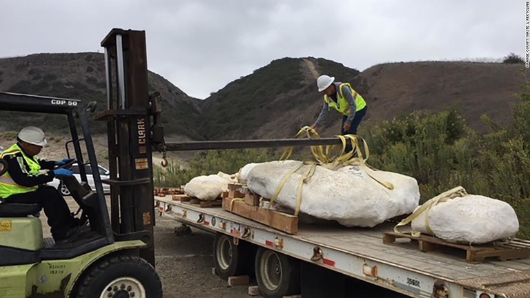 米カリフォルニア州の掘削工事現場で、新種のクジラのものとみられる化石が見つかった/Orange County Waste & Recycling