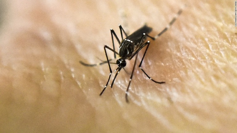 目標は全ての蚊の根絶ではなく、感染症を媒介する少数種の蚊のみを根絶することにあるという/LUIS ROBAYO/AFP/Getty Images