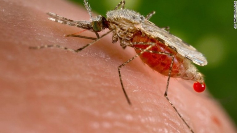英国の研究チームが、実験環境でマラリアを媒介する蚊の根絶に成功した/Jim Gathany / CDC