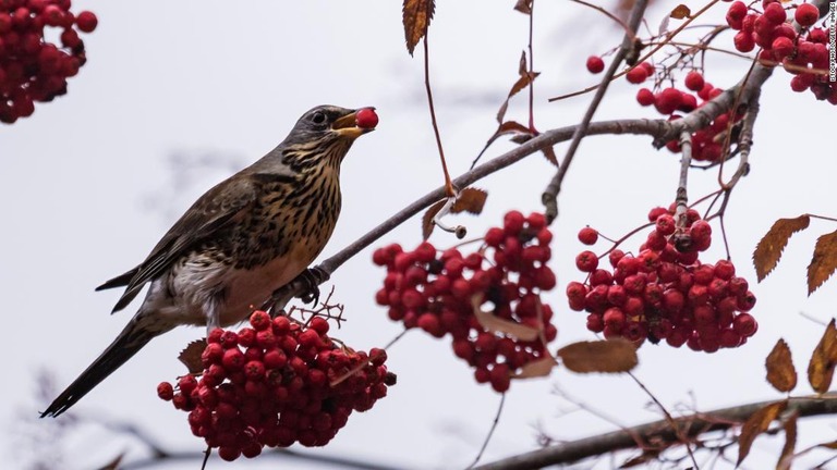 ほろ酔いの野鳥が続出？/iStockphoto/Getty Images