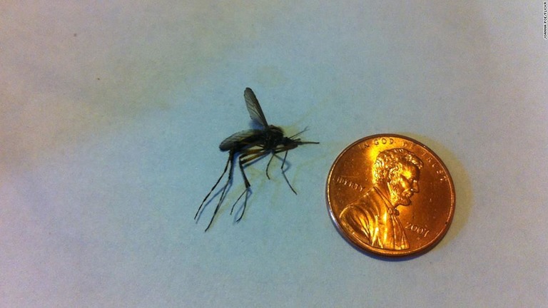 大きさは普通に見かける蚊の２～３倍と「見るからに大きい」/Joanna Poe/Flickr