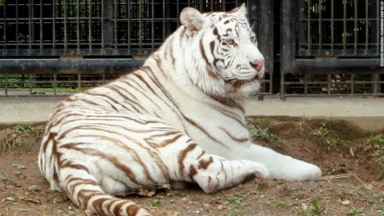 ホワイトタイガーの「リク」/Hirakawa Zoological Park/Kyodo News via AP