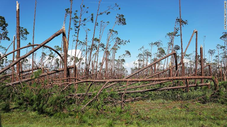 ハリケーンによってなぎ倒された木々＝１１日、メキシコビーチ/Joe Raedle/Getty Images