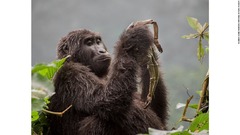 ウガンダのブウィンディ原生国立公園で、マウンテンゴリラの母親が子どもの死がいを抱き上げている。子ゴリラは生まれてまもなく病死したとみられる