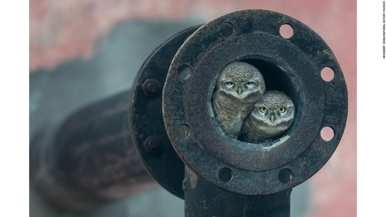 インドの少年が撮影したフクロウの子どもの写真/Arshdeep Singh/Natural History Museum