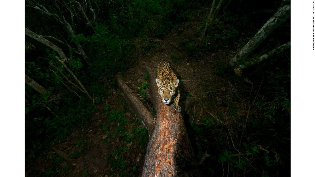 報道写真部門。メキシコの山中に生息する雄のジャガーが、縄張りの境界の木に爪あとを残そうとしている/Alejandro Prieto/Natural History Museum