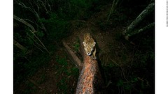 報道写真部門。メキシコの山中に生息する雄のジャガーが、縄張りの境界の木に爪あとを残そうとしている