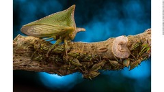 エクアドルの自然公園内で、親に守られながら木の枝を食べるアルキズメ・ツノゼミ