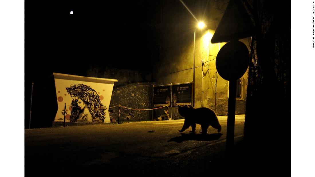 イタリア中部アブルッツォ州の村で、生息数わずか50頭の希少動物、マルシカヒグマがえさを求めてさまよっていた/Marco Colombo/Natural History Museum
