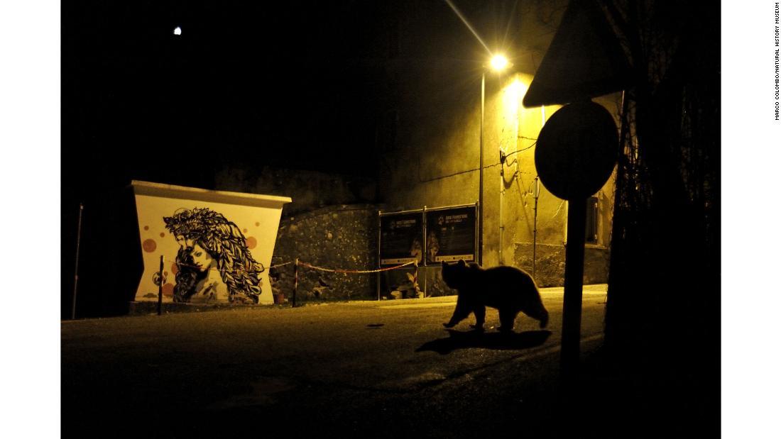 イタリア中部アブルッツォ州の村で、生息数わずか５０頭の希少動物、マルシカヒグマがえさを求めてさまよっていた/Marco Colombo/Natural History Museum