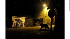 イタリア中部アブルッツォ州の村で、生息数わずか５０頭の希少動物、マルシカヒグマがえさを求めてさまよっていた