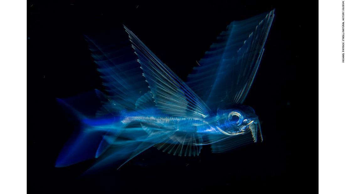 米フロリダ州パームビーチで水上に飛び出したトビウオの姿をとらえた/Michael Patrick O'Neill/Natural History Museum