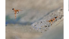 無脊椎（せきつい）動物の部門。オーストラリア西部で、２匹のドロバチが産卵に備え、泥を巣に運んでいる