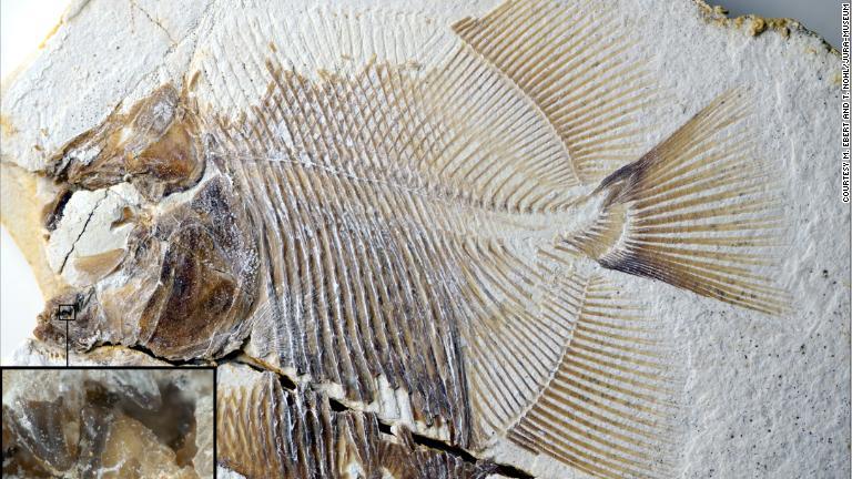 １億５０００万年前のジュラ紀に生息していたピラニアのような肉食魚の化石が見つかった