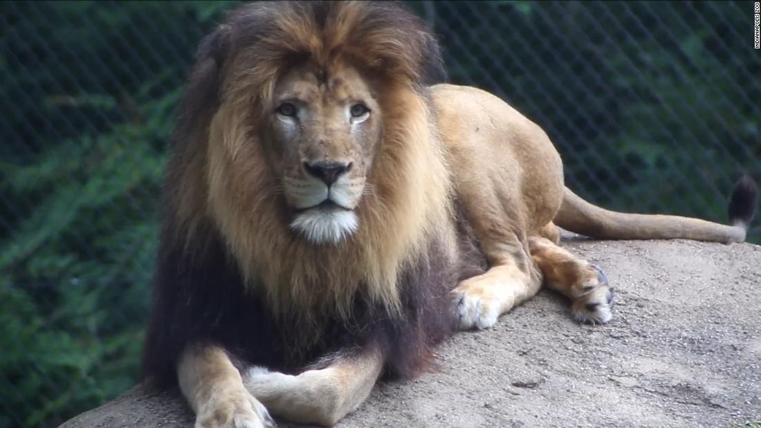 Cnn Co Jp 雌ライオンが雄殺す 子ども３頭の父親 米動物園