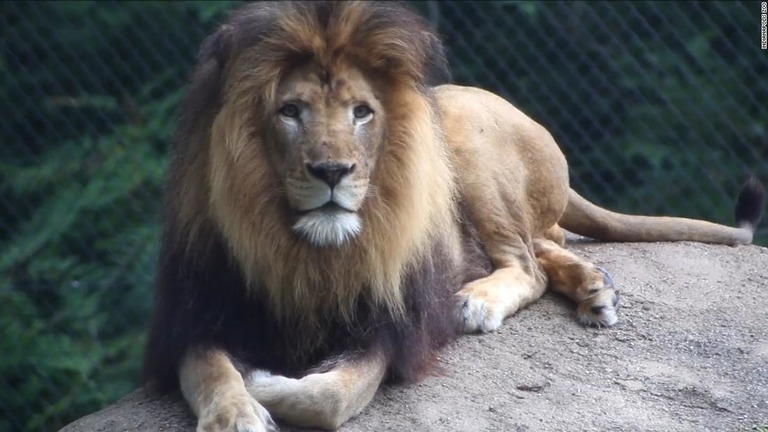 インディアナポリス動物園で、雌のライオンが雄のライオンを殺す騒ぎがあった/Indianapolis Zoo