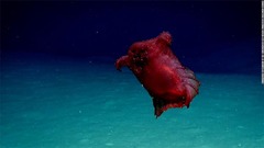 深海泳ぐ「頭のないチキンモンスター」の映像、南極海保護を後押し