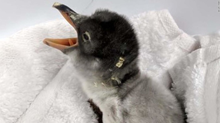 シドニーのシーライフ水族館でペンギンの同性カップルが温めた卵から赤ちゃんが生まれた/Sea Life Sydney