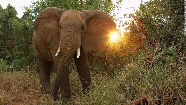 世界の野生動物が４０年間で６０％減少したとする報告書が発表された/Cameron Spencer/Getty Images Europe/Getty Images