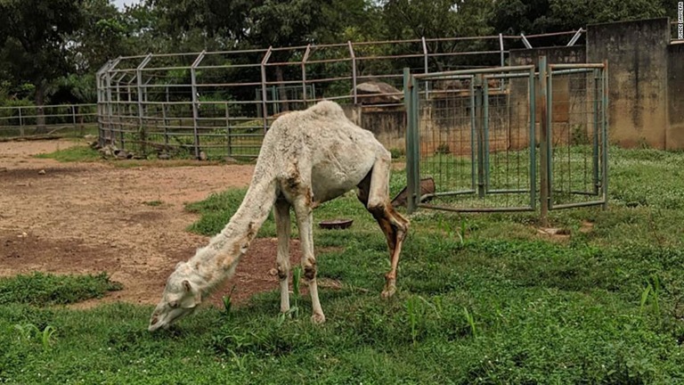 ナイジェリアの動物園で撮影された痩せ細ったラクダの写真が物議を醸している/Tunde Sawyerr