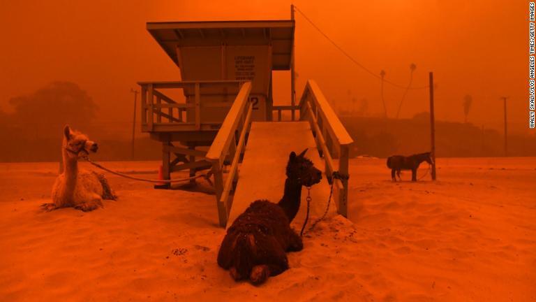 ライフガードの小屋につながれたリャマ＝９日、カリフォルニア州マリブ/Wally Skalij/Los Angeles Times/Getty Images