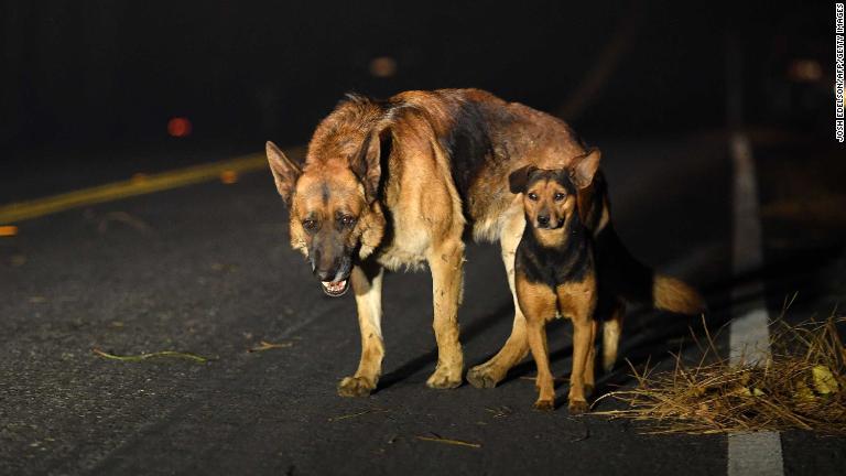 焼け出された犬＝パラダイス/Josh Edelson/AFP/Getty Images