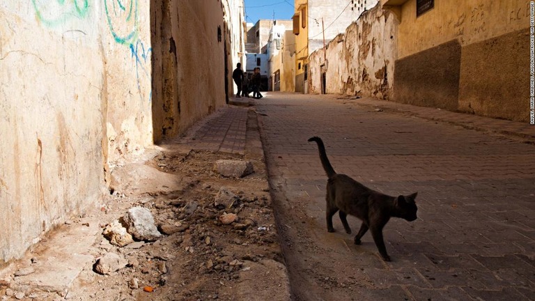 モロッコで猫にかまれた英国居住者が狂犬病で死亡した/Raquel Maria Carbonell Pagola/LightRocket via Getty Images