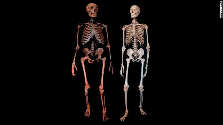 ネアンデルタール人（左）と現生人類の全身骨格/IAN TATTERSALL