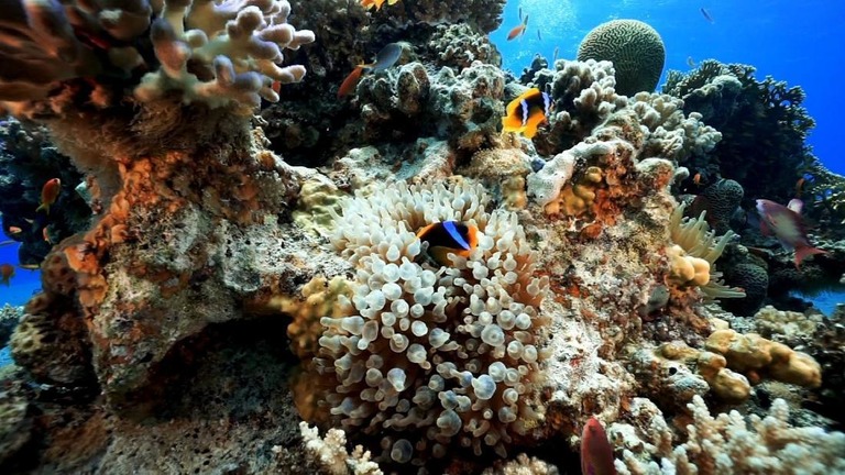サンゴ礁の保護に向け、パラオが多くの日焼け止めの禁止に踏み切る/CNN