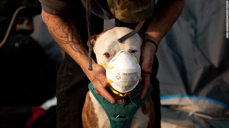 犬にマスクをつける飼い主/Josh Edelson/AFP/Getty Images