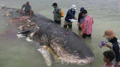 クジラの死骸から千個以上のプラスチックごみ　インドネシア