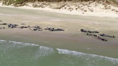 ゴンドウクジラ１４５頭が死亡、浜に打ち上げられ　ニュージーランド