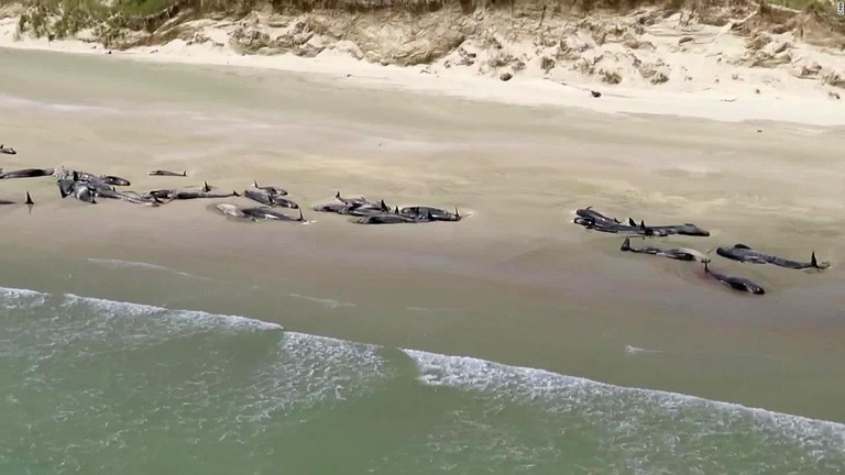 海岸に打ち上げられたクジラ。１４５頭が死んだという/CNN