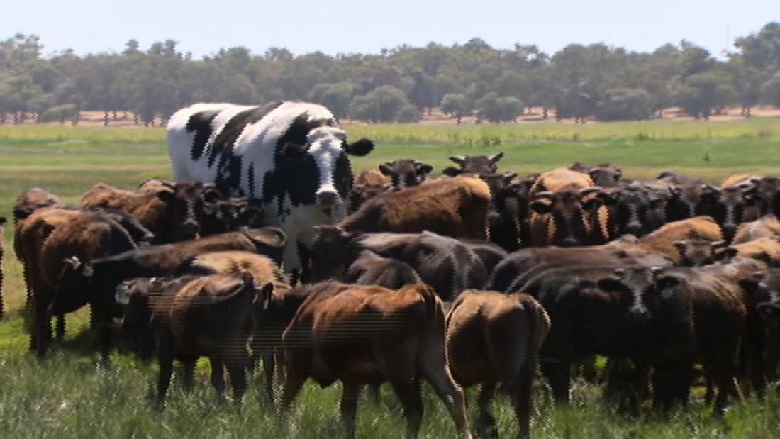 Cnn Co Jp 世界最大級の 巨大牛 体高約２メートル オーストラリア