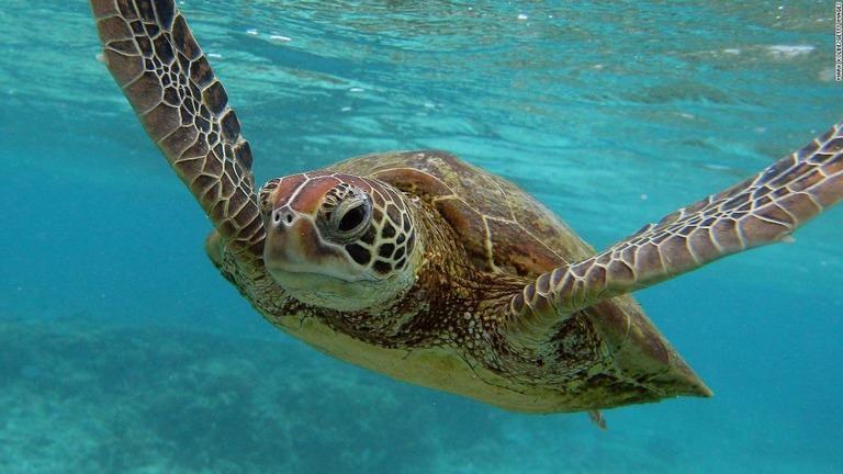 死んだウミガメの内臓を調べたところ、すべてのウミガメからプラスチックごみが見つかったという調査結果が発表された/Mark Kolbe/Getty Images