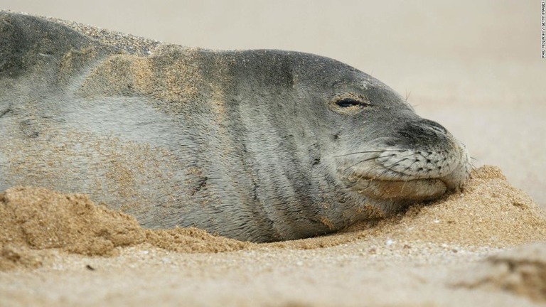 専門家はウナギが感染症をもたらしたり、潜水を妨げる可能性があると危惧している/Phil Mislinski / Getty Images